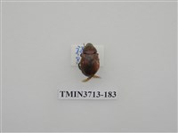 藏品(金龜子科)的圖片